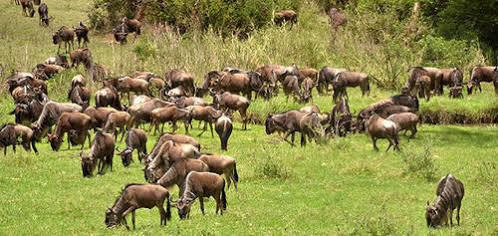Mara River Lodge Aitong Eksteriør billede